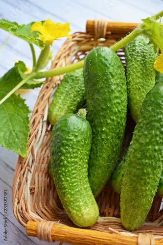 Fresh cucumbers in a wicker basket on a wooden background.