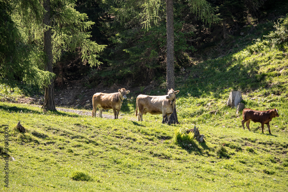 Fototapeta premium View from a cow herd in the swiss alps with meadows and mountains in spring at sunshine