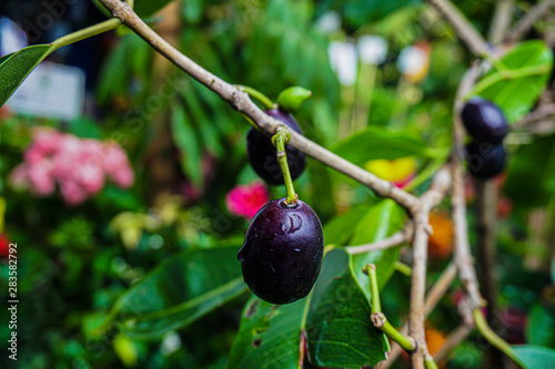 Syzygium cumini, commonly known as Malabar plum, Java plum, or black plum, is an evergreen tropical tree in the flowering plant family Myrtaceae. photo