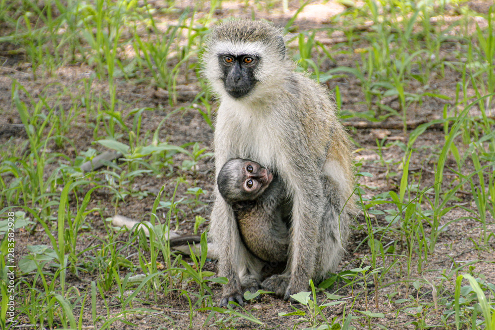Black faced vervet monkey baby clinging to its mother