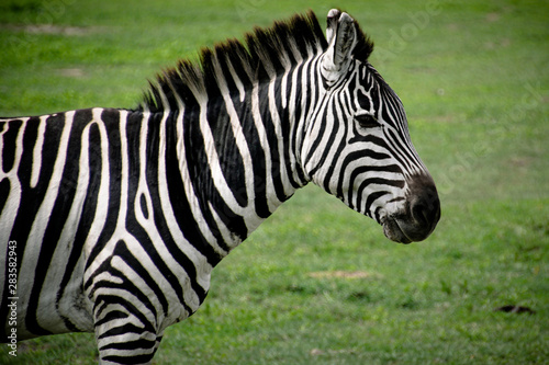 Tanzanian zebra in profile on lush green grass © Caroline