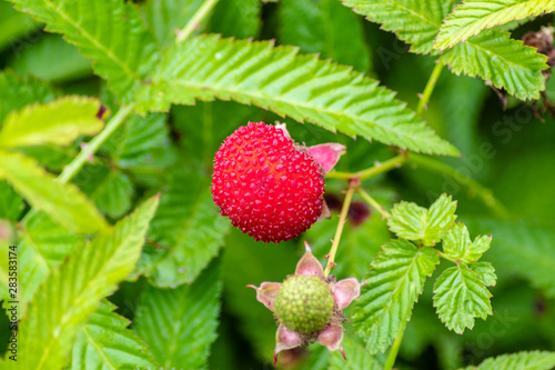 Hybrid of strawberries and raspberries close-up on a background of green leaves.
