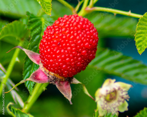 Hybrid of strawberries and raspberries close-up on a background of green leaves.