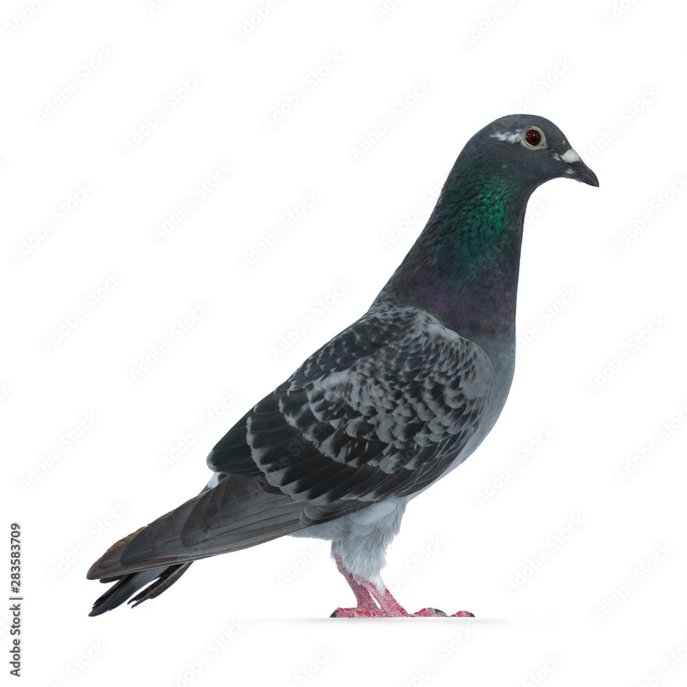 Fototapeta premium Young grey Racing Pigeon standing side ways, looking straight ahead with orange / brown eye. Neck with pearl green and purple. Isolated on white background.