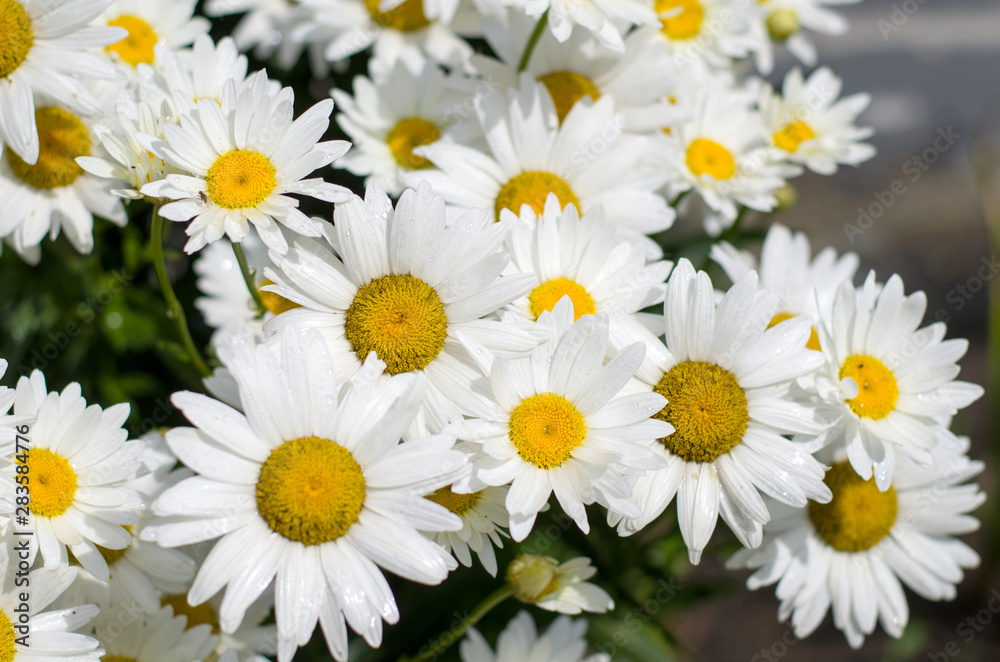 Fototapeta premium Large white daisies in the garden