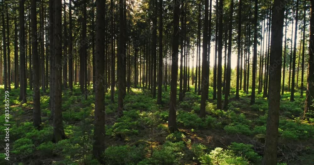 Silent Forest in spring with beautiful bright sun rays Silent Forest in spring with beautiful bright sun rays