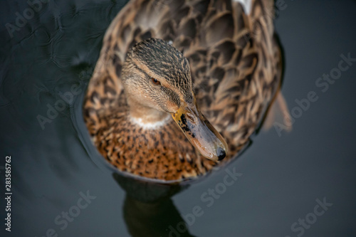 closeup of a duck
