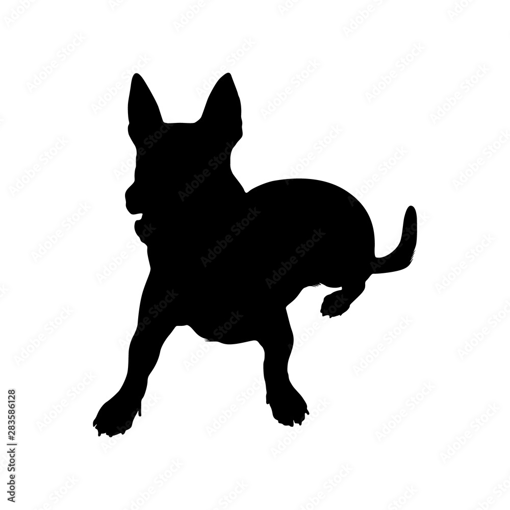 Are Carolina Dogs Related To Dingoes Are Carolina Dogs Related To Dingoes