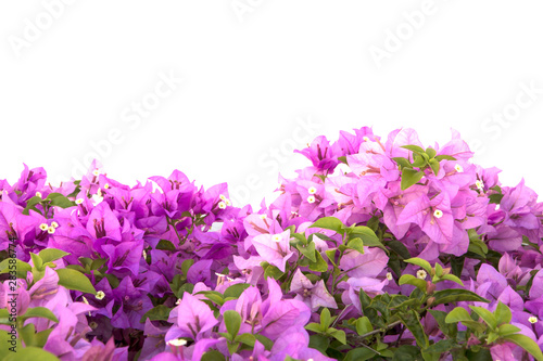 Bougainvilleas isolated on white background. Paper flower .