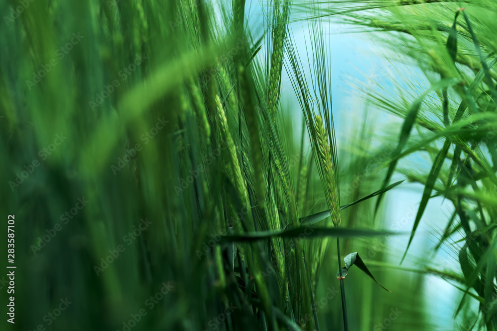 Fototapeta premium Barley (Hordeum vulgare) cereal crop