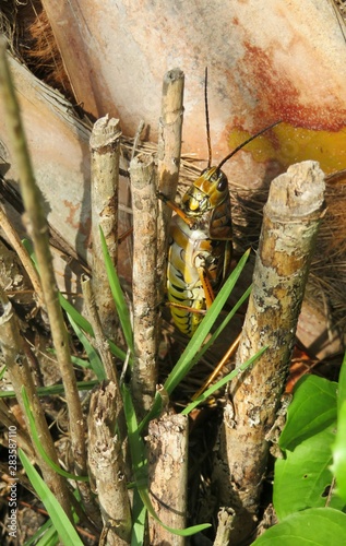 Tropical grasshopper on palm tree
