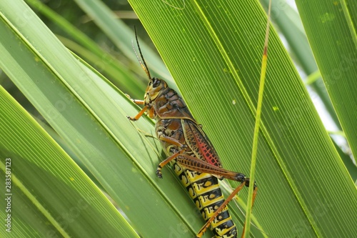Tropical grasshopper on palm tree