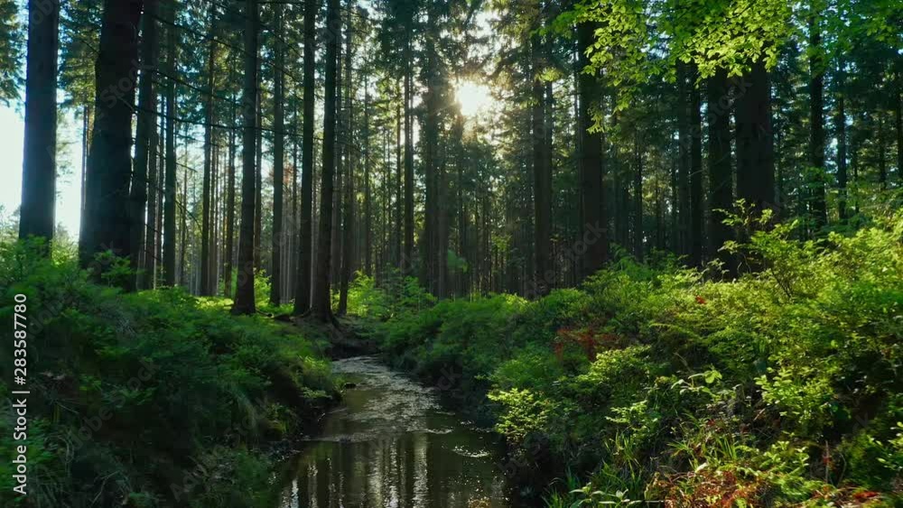 Silent Forest in spring with beautiful bright sun rays Silent Forest in spring with beautiful bright sun rays