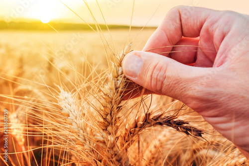 Hand examining ripe wheat crops in field