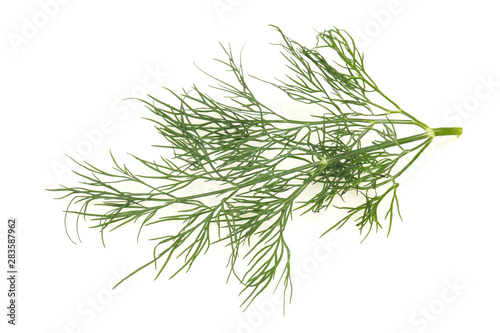 Fresh green dill herb branch