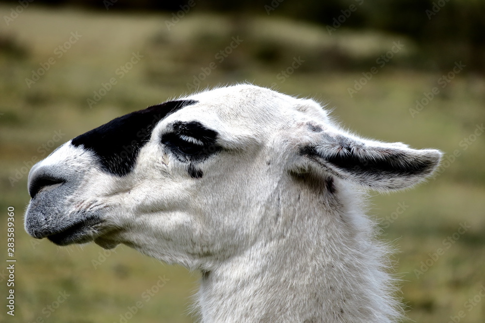 Obraz premium A sweet face of a llama in the andes mountain