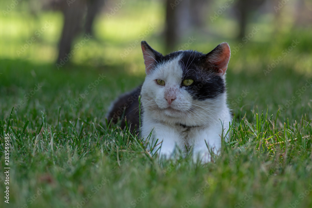 Old dirty black and white cat with collar lying in the grass, lazy relaxing time Old dirty black and white cat with collar lying in the grass, lazy relaxing time