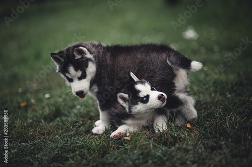 Fotografie siberian husky puppy