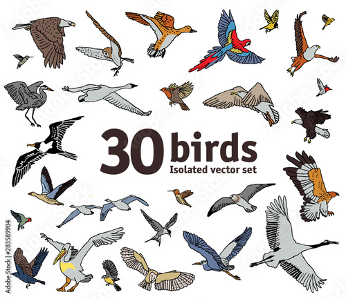 Birds isolated objects set Owls geese parrots herons cranes