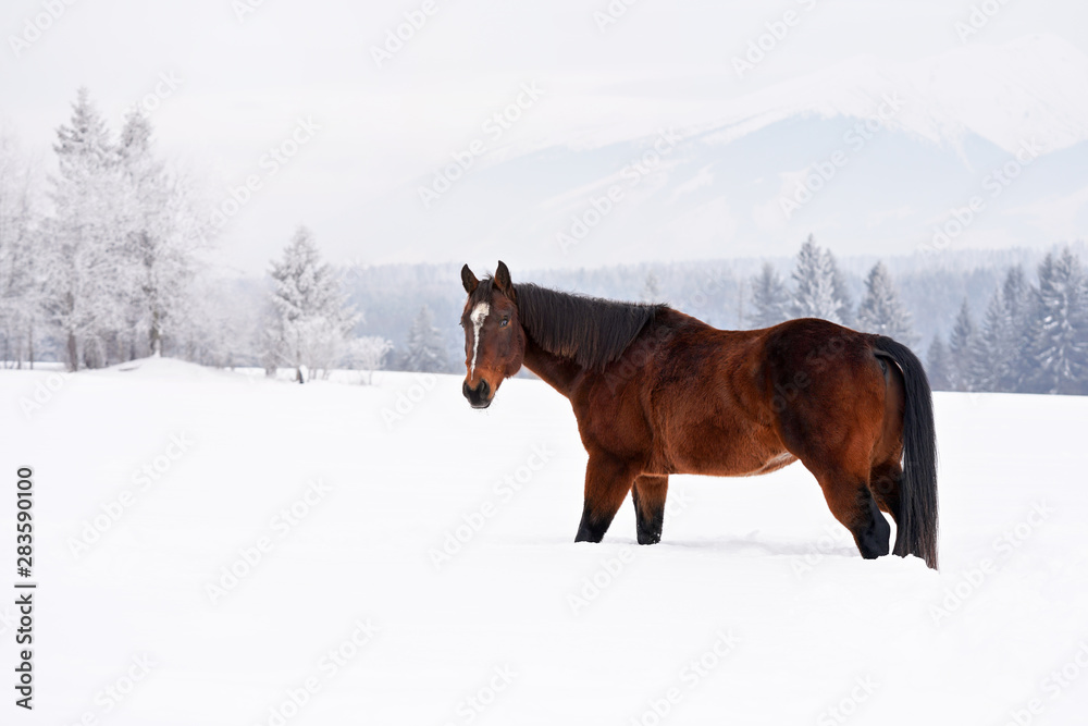 Dark brown horse walks on snow covered field in winter, blurred trees in background, view from side Dark brown horse walks on snow covered field in winter, blurred trees in background, view from side