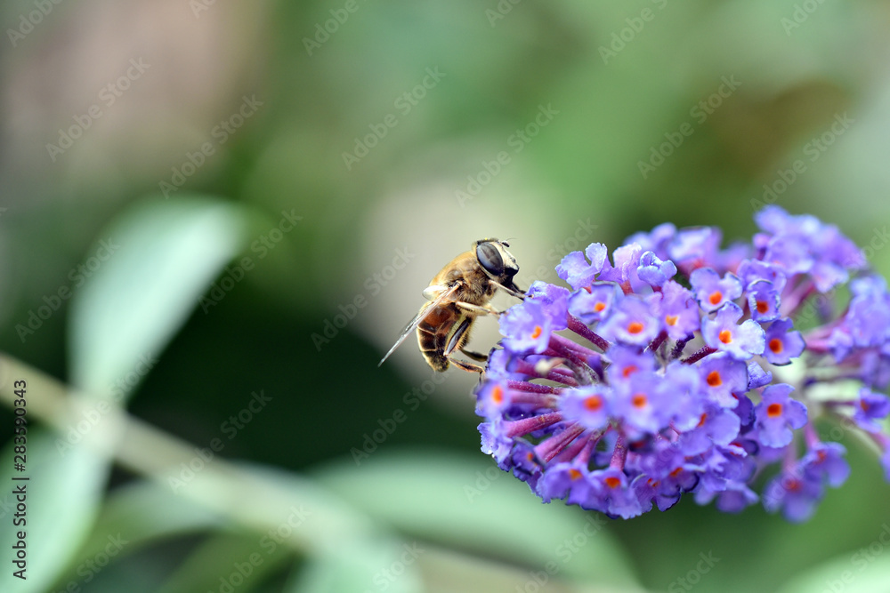 Gemeine Feldschwebfliege Eupeodes corollae 2.jpg Gemeine Feldschwebfliege Eupeodes corollae 2.jpg
