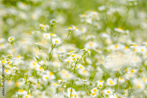 Eastern daisy flowers with blurred background and selective focus