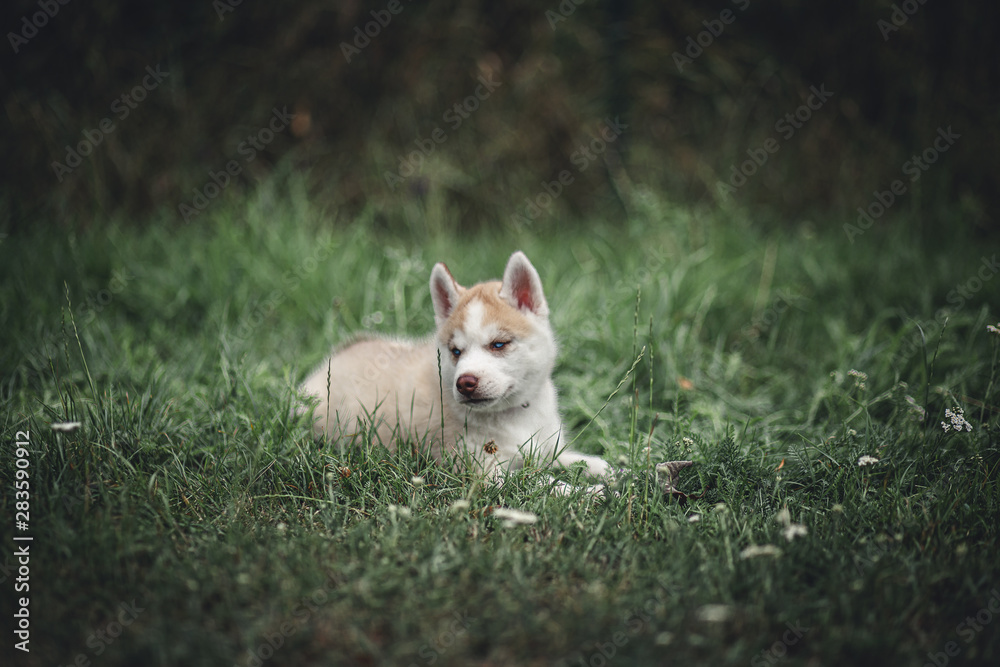 Fototapeta premium siberian husky puppy