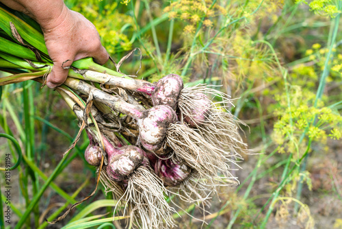 Autumn harvesting of fresh garlic in the garden. Farmer with freshly harvested vegetables  organic farming concept.