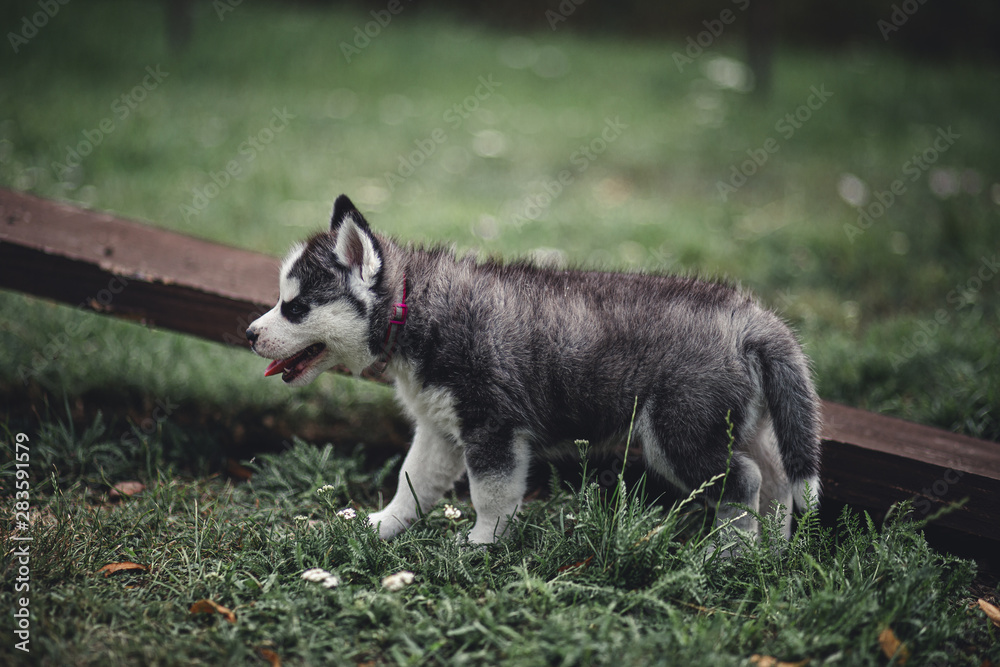 Husky puppy