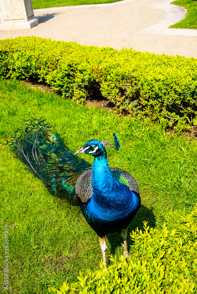 Fototapeta premium PEACOCK IN GARDEN IN PRAGUE IN THE CZECH REPUBLIC