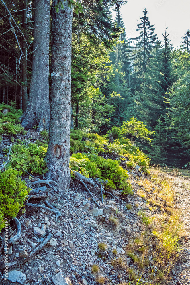 Coniferous forest with footpath, Low Tatras, Slovakia