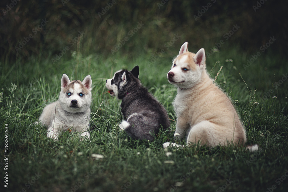 Siberian Husky Puppies