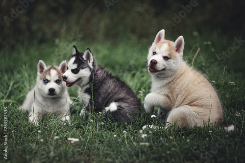 Siberian Husky Puppies © martynanysk