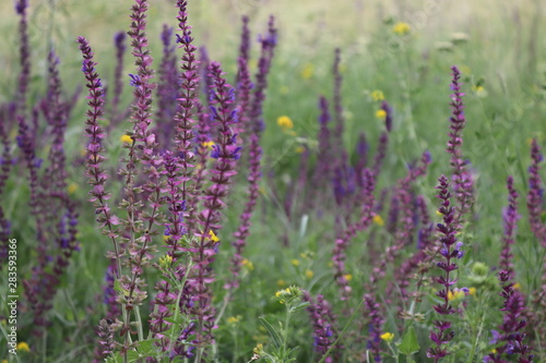 Summer green meadow with purple wildflowers in Ukrainian countryside