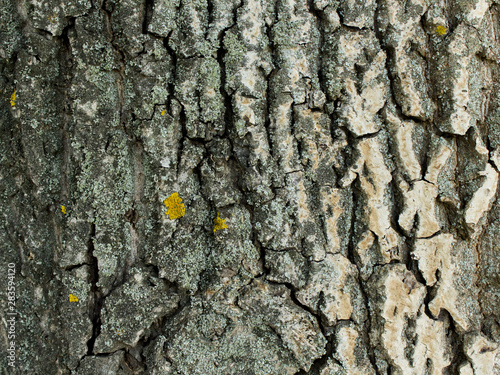 textured walnut tree bark. texturedtree bark photo