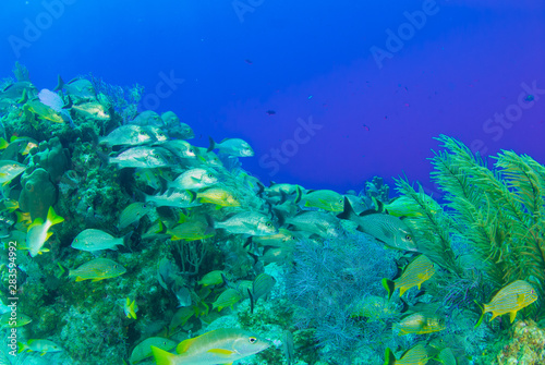 Fototapeta Naklejka Na Ścianę i Meble -  A school of fish hanging out on the reef. This tropical wam water surrounds the Cayman Islands and is home to many interesting creatures. These fish are called grunts