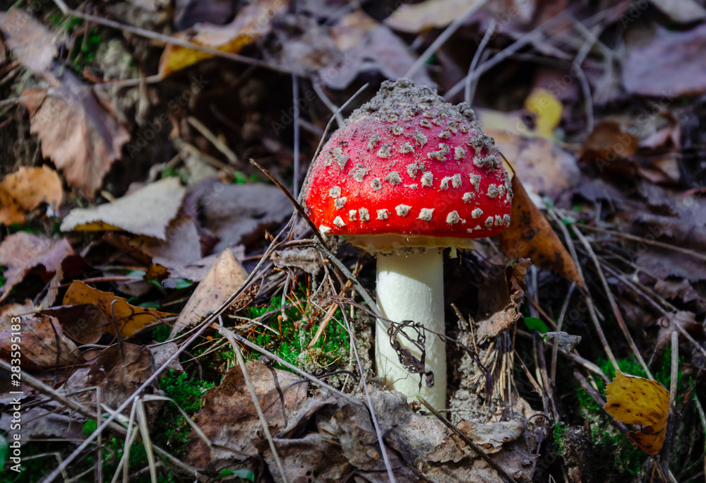 mushroom is not edible, mushroom with a red cap grows mushroom is not edible, mushroom with a red cap grows