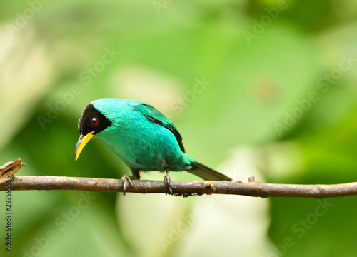 Green Honeycreeper 