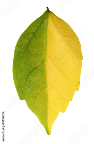 Yellow and green leaf isolated on a white background. Close up. Autumn and seasons changing concept