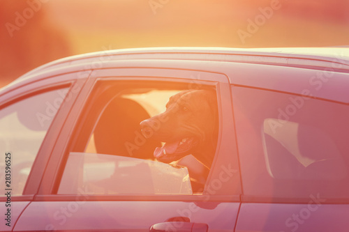 Fototapeta Naklejka Na Ścianę i Meble -  Dog sitting in the car and waiting for its owner