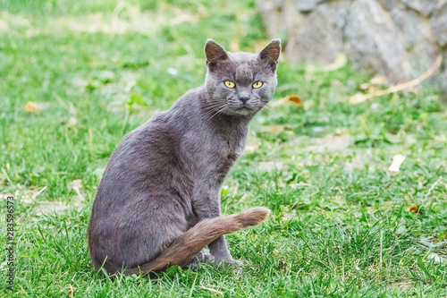 A dark gray cat with a careful look sits on the grass_ © Volodymyr