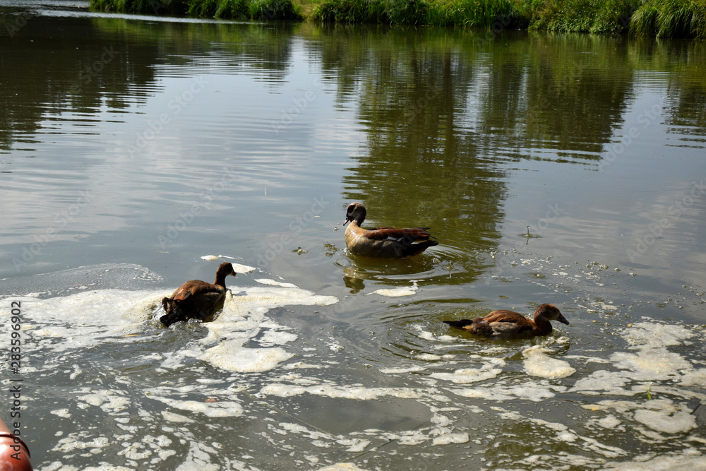 Feeding a swimming duck family on a pond in Europe Feeding a swimming duck family on a pond in Europe