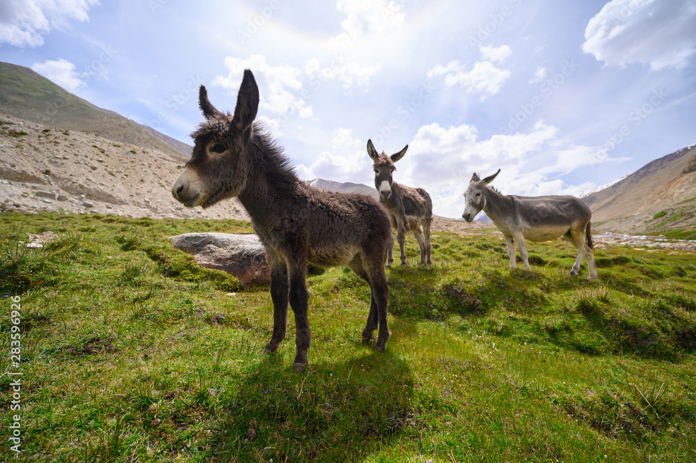 Wildlife donkeys on mountain in Jammu and Kashmir, India Wildlife donkeys on mountain in Jammu and Kashmir, India