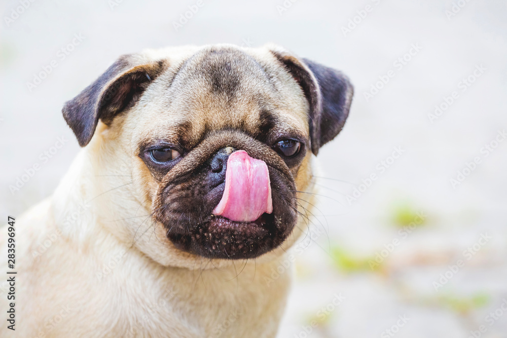 Attractive adorable puppy of bulldog  licks lips and nose with tongue_