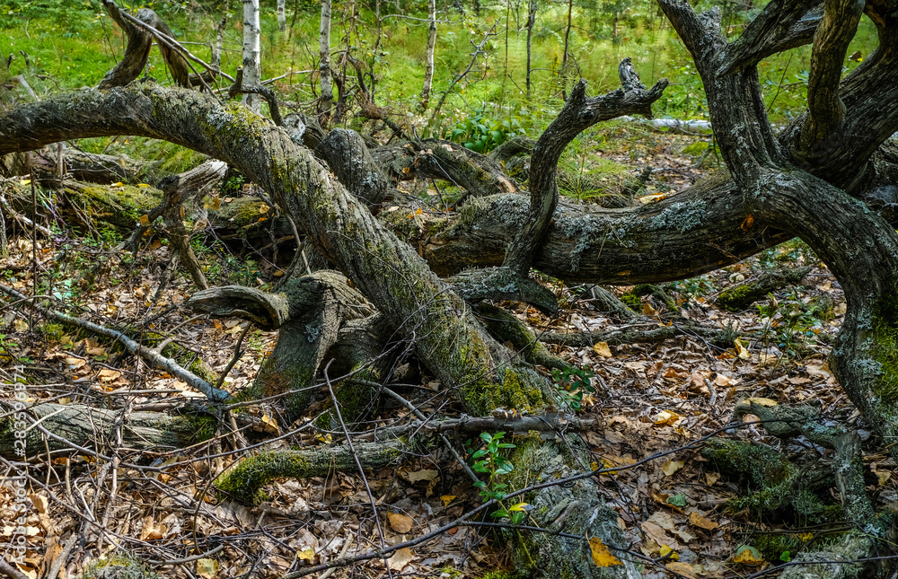 Swirling branches and roots of old trees covered with moss in a summer Siberian forest. Swirling branches and roots of old trees covered with moss in a summer Siberian forest.