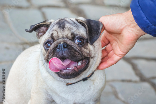 Slika na platnu Woman stroking puppy of bulldog a hand. People and animals_