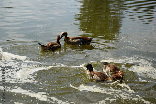 Feeding a swimming duck family on a pond in Europe