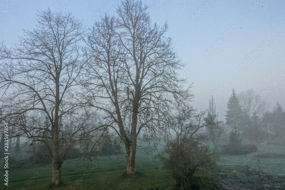 mysterious misty morning in autumn, view through window to family garden, trees without leaves mysterious misty morning in autumn, view through window to family garden, trees without leaves