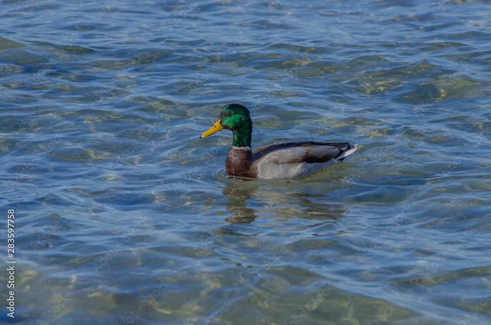 wild duck swims in the blue sea wild duck swims in the blue sea