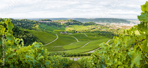 Weinberge in Stuttgart (Kappelberg) am Morgen